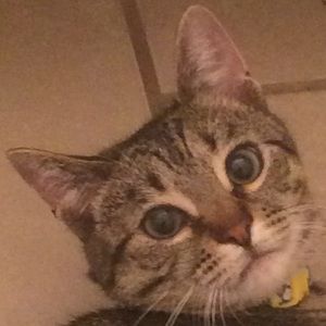 Meet your Posher, Ella